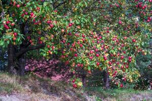 Apple tree with red apples photo