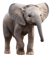 A young elephant stands happily in front of a plain background, showcasing its large ears and trunk, cut out - stock . png