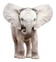 A young elephant stands in a playful pose against a plain background, cut out - stock . png