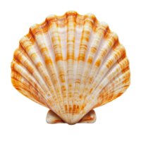 Colorful scallop shell resting on a clean surface with intricate patterns and textures png