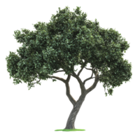 A lush green tree with a thick trunk and sprawling branches thriving in a bright, open space png