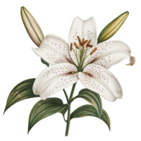 White lily blooming with green leaves and buds on a plain background png