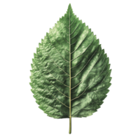 Large green leaf displaying intricate vein patterns and serrated edges, isolated on a clean background png