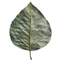 Detailed close-up of a dried leaf showcasing intricate textures and patterns against a plain background png