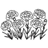 Carnation flower Coloring Page vector