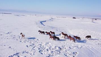 A herd of horses runs through the snow video