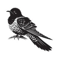Common Cuckoo silhouette, European Cuckoo Bird Clipart, Common Cuckoo perched feathers fluffed up Illustration in black and white vector