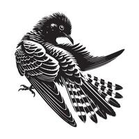 Common Cuckoo silhouette, European Cuckoo Bird Clipart, Common Cuckoo preening feathers Illustration in black and white vector