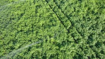 aerial view from a drone of a farm, sprinklers irrigating a potato field in summertime video
