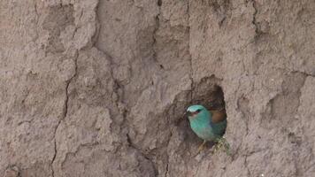 Beautiful bird European Roller , Coracias garrulus. Striking blue and turquoise plumage, with a slightly brown back and wings. It is a species that often nests in tree holes, rock crevices video