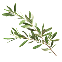 Olive Branch with Leaves Isolated on Transparent Background png