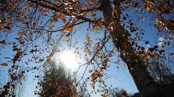 View to tree top of birch with yellow maple leaves at sunny autumn day. Branches with lush foliage gently swaying in wind with sunlight at background. Beautiful colorful fall season. Low view video
