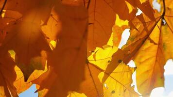 Close up of yellow maple leaves on tree branches gently swaying in the wind at sunset. Sunlight throws through autumn foliage swinging on breeze at forest. Beautiful colorful fall season. Slow motion video
