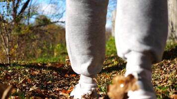 Close up to male feet in sneakers going along trail on fallen dry leaves. Legs of young man stepping along path outdoor. Guy walking at nature sunny autumn day. Low view Slow motion video