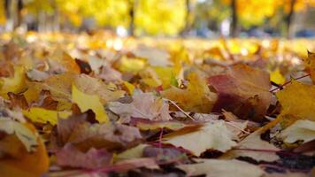 cerca arriba ver de vacío otoño bosque a soleado día. amarillo arce hojas acostado en césped a bosque. amable viento soplo mediante vistoso follaje en el suelo a paisaje modelado. bajo ver lento movimiento video