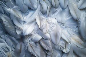 A delicate feathers texture background featuring soft, intricate patterns photo