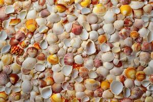 A seashells texture background features an arrangement of various shells with natural patterns and coastal hues photo