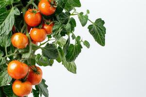 Tomato branch, bright red vegetables and green leaves, isolated on white background, spring mockup, harvesting. photo