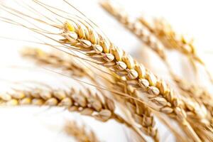 Spikelets of golden wheat are isolated on a white background. photo
