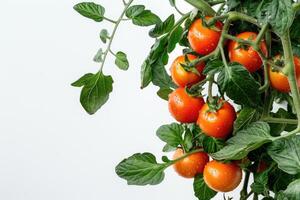 Tomato branch, bright red vegetables and green leaves, isolated on white background, spring mockup, harvesting. photo