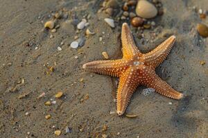 The starfish lies on a sandy shore, marine life, beach holidays, unity with nature. photo