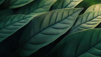 Leaf close up photo