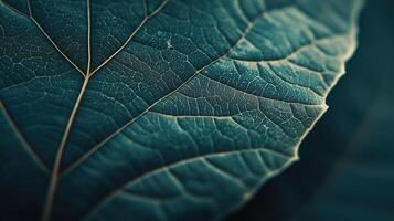 Leaf close up photo