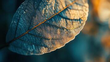 Leaf close up photo
