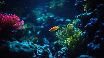 Underwater Algae and coral. photo