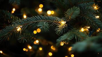 Close-up of pine tree branches adorned with glowing Christmas lights photo