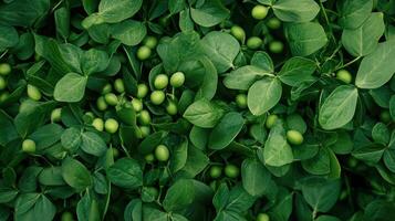 Fresh Green Peas and Leaves Texture photo