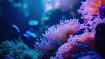 Underwater Algae and coral. photo
