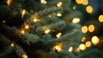Close-up of pine tree branches photo