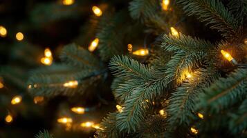 Close-up of pine tree branches photo