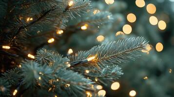 Close-up of pine tree branches photo