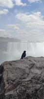 bird sits on a stone against the background of a waterfall photo