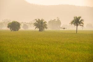 Agriculture drone flying over rice field for monitor and spraying fertilizer in paddy field of rural Thailand. photo