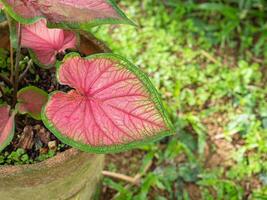 Beautiful caladium bicolor or Queen of the leafy plants in the garden. Colorful of leaves. Selective focus. Space for text photo