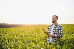 Farmer standing in soybean field examining crop at sunset photo