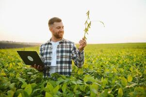 A farmer inspects a green soybean field. The concept of the harvest photo