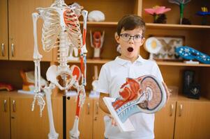 A schoolboy studies models of human organs in biology class. photo