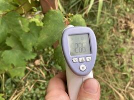Measuring temperature with a non-contact thermometer photo