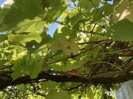 Grape vines grow in the garden photo