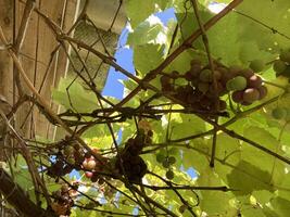Grape vines grow in the garden photo