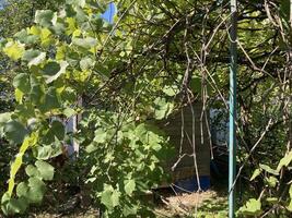 Grape vines grow in the garden photo