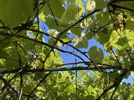 Grape vines grow in the garden photo
