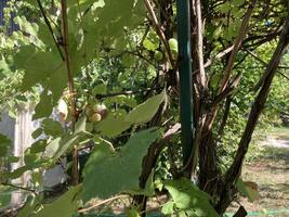 Grape vines grow in the garden photo