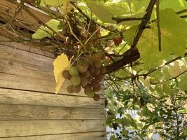 Grape vines grow in the garden photo