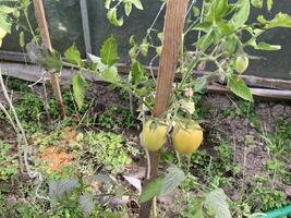 Tomatoes ripen in a greenhouse photo