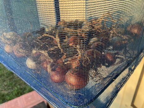 el secado cebollas en un almacenamiento red foto